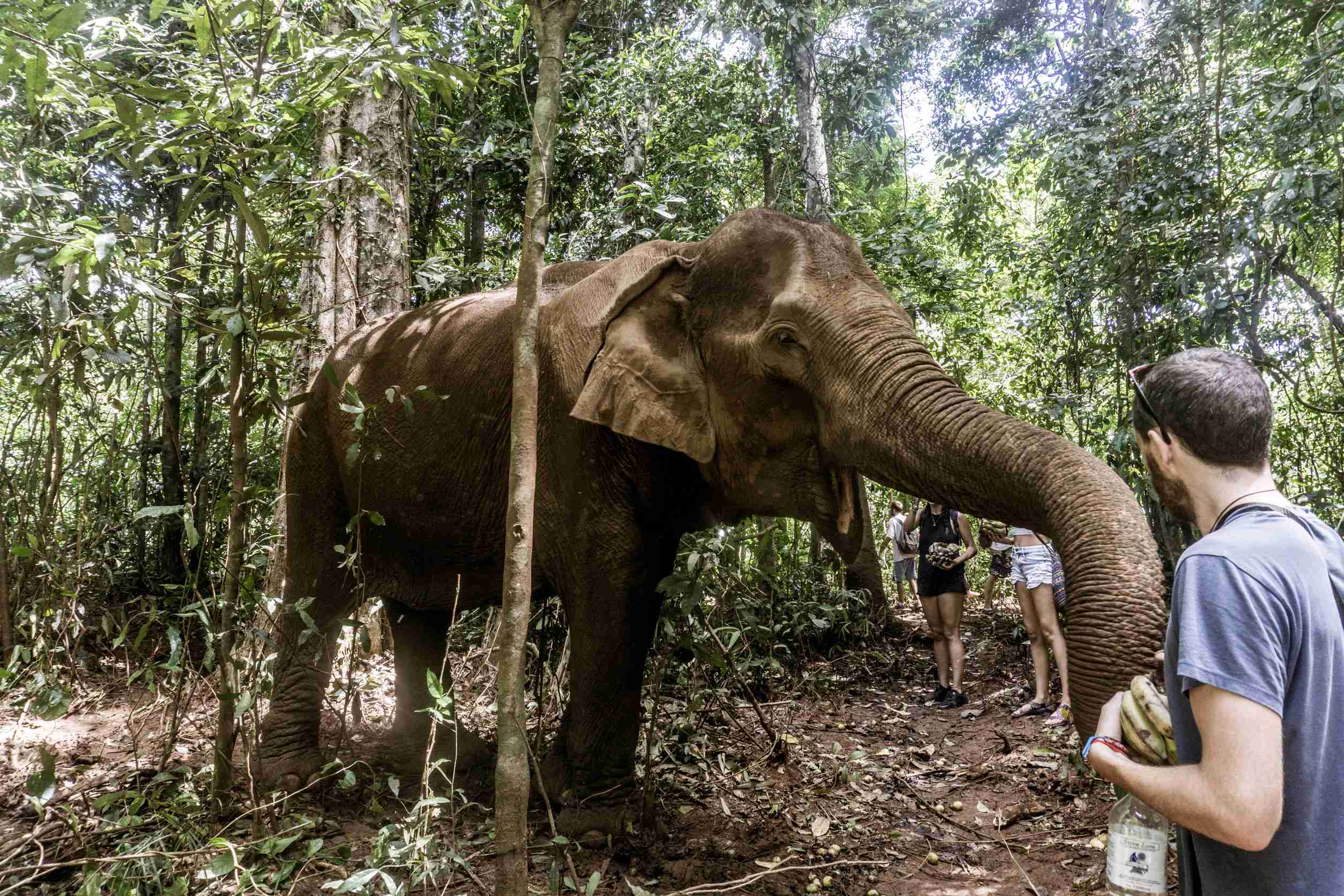 Ethical elephant encounter in Mondulkiri