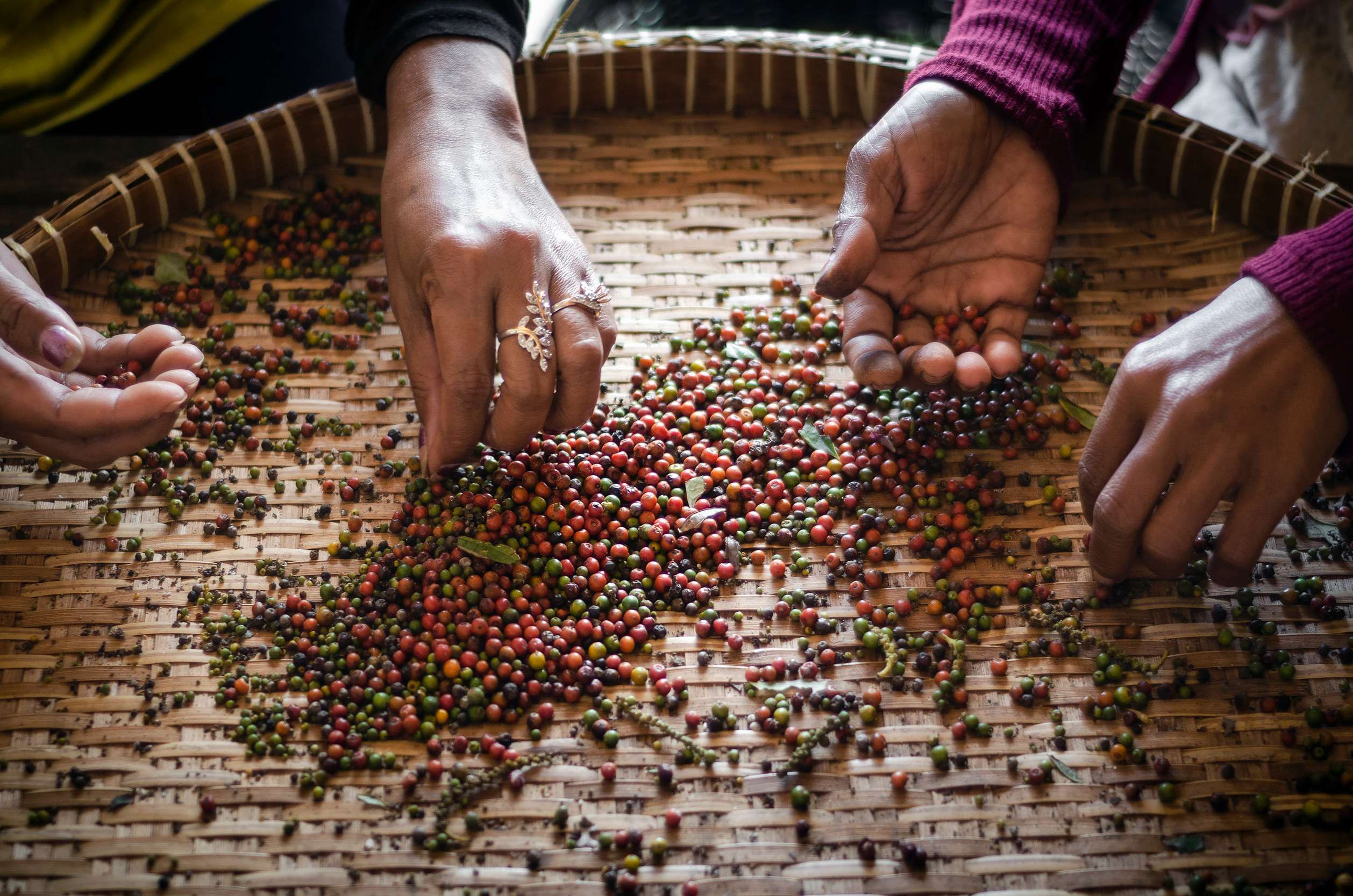 Hands sorting colourful Kampot pepper