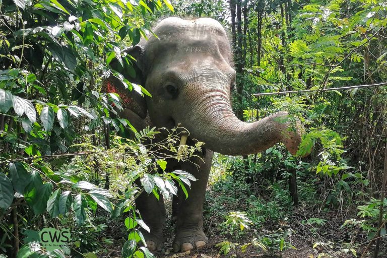 Mondulkiri Elephant Sanctuaries