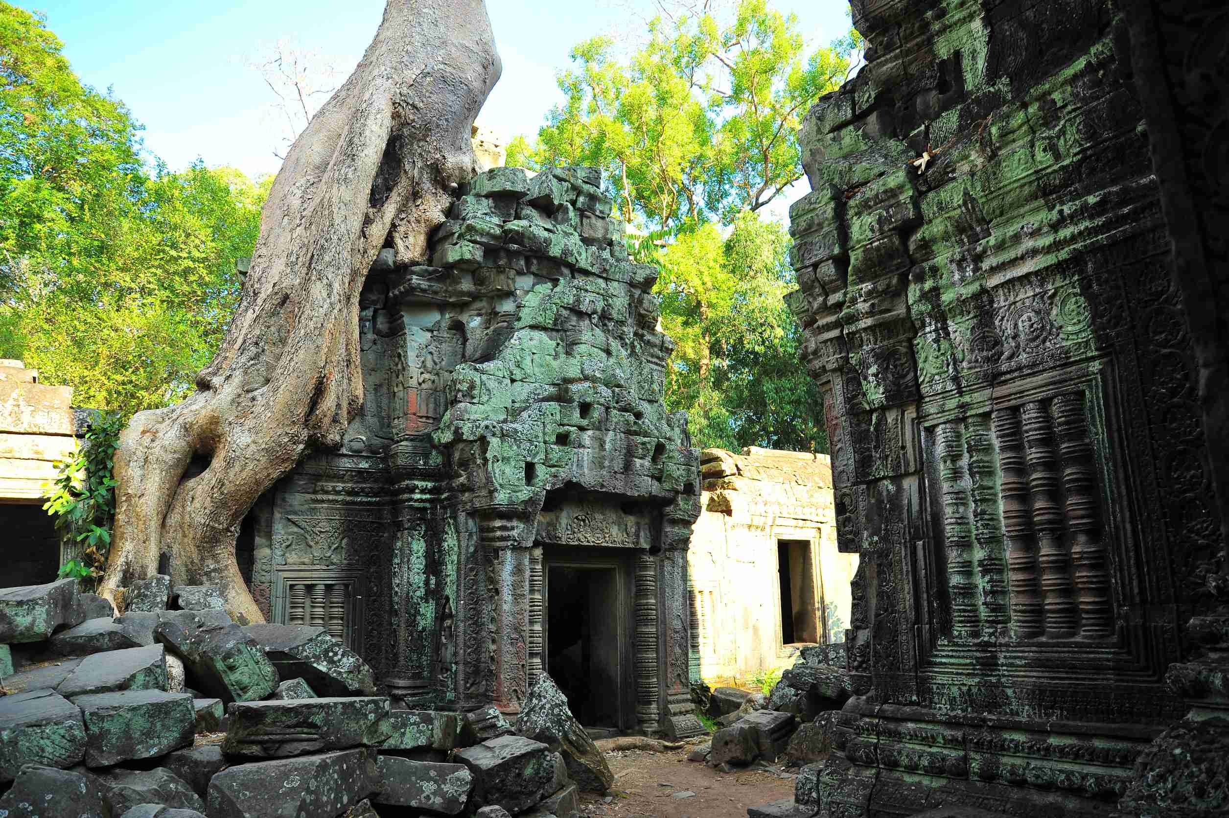 Ta Prohm temple overgrown by a giant tree