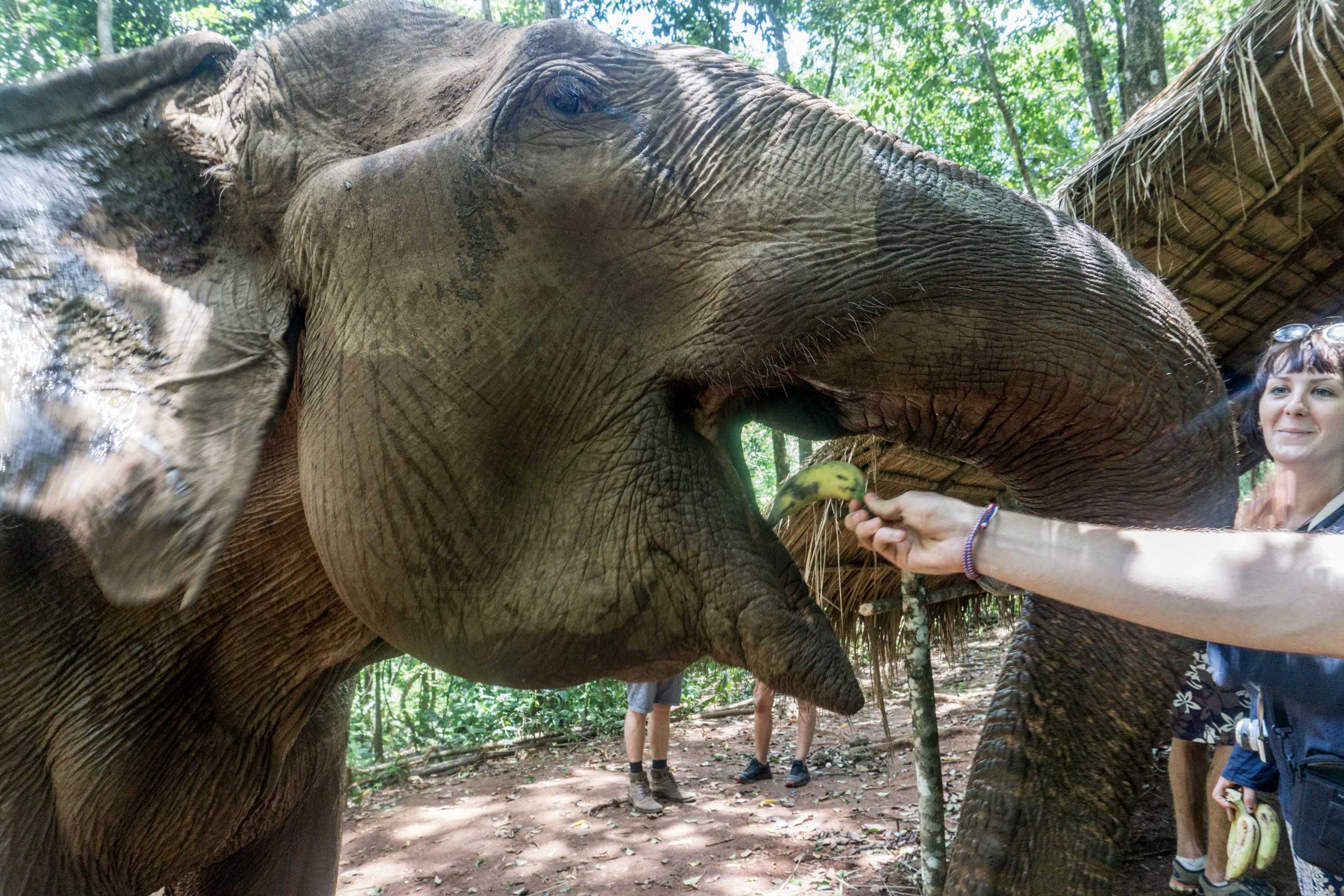 Visitor feeding elephant in sanctuary, Mondulkiri