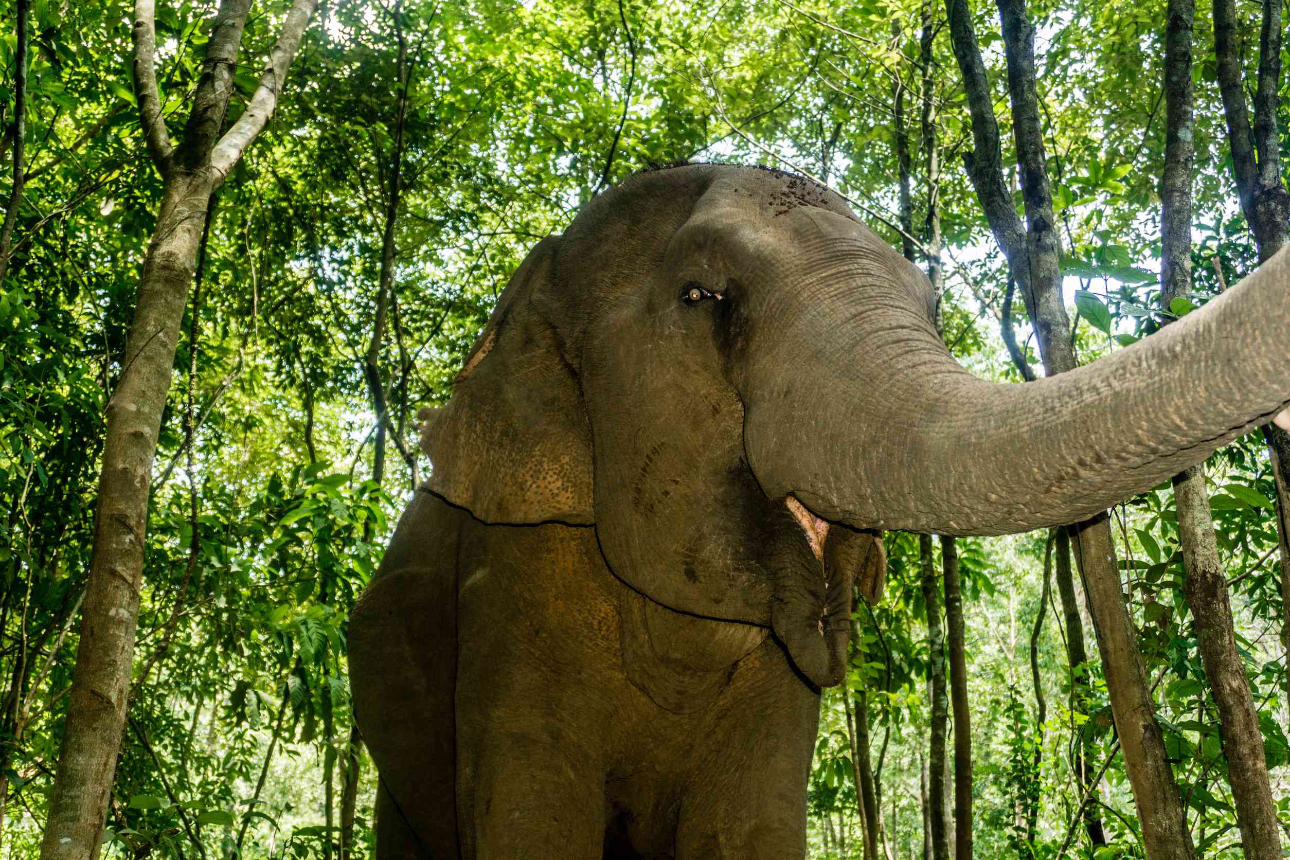 Walking alongside elephants at the Mondulkiri Project